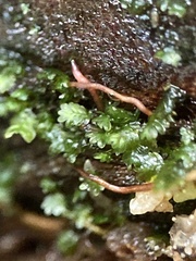 Fissidens obtusifolius