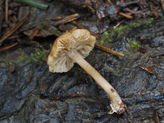 Pseudolaccaria pachyphylla