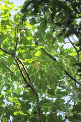 Aleurites moluccanus