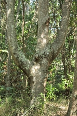 Aleurites moluccanus