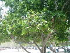 Sarcomphalus domingensis