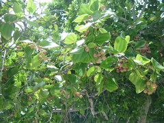 Sarcomphalus domingensis