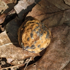 Aleurites moluccanus