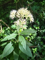 Eutrochium purpureum