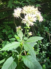 Eutrochium purpureum
