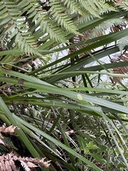 Machaerina sinclairii