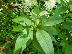 Eutrochium purpureum
