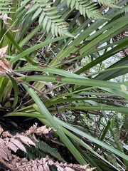 Machaerina sinclairii