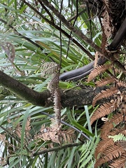 Machaerina sinclairii