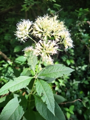 Eutrochium purpureum