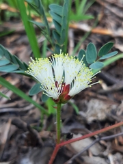 Calliandra humilis