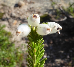 Erica physodes