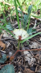 Calliandra humilis