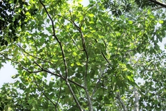 Aleurites moluccanus