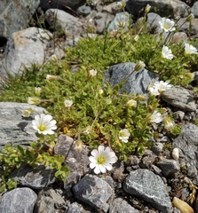 Cerastium uniflorum