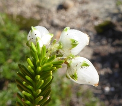 Erica physodes