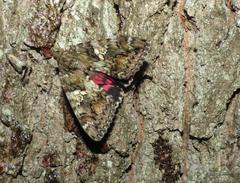 Catocala sponsa