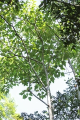 Aleurites moluccanus