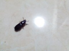 Odontotaenius