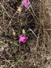 Phlox roemeriana