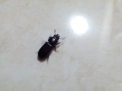 Odontotaenius