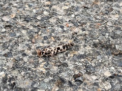 Dissosteira spurcata