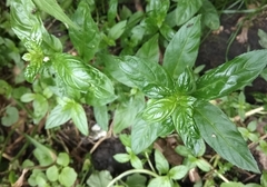 Epilobium roseum