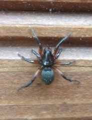 Gnaphosa bicolor