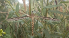 Tipula lateralis