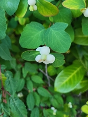 Symphoricarpos albus