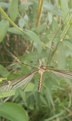 Tipula lateralis