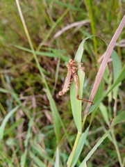 Entomophaga grylli