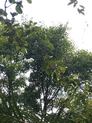 Actinidia