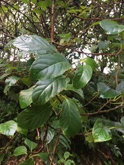 Actinidia venosa