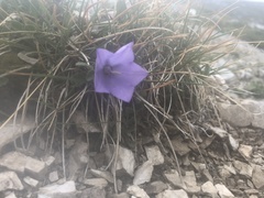 Campanula raineri