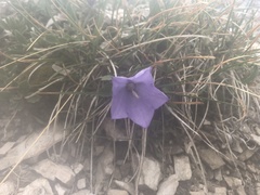 Campanula raineri