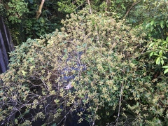 Ficus erecta beecheyana