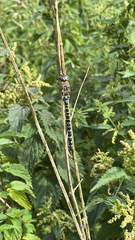 Aeshna mixta