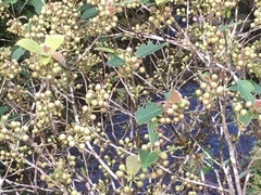Ficus erecta beecheyana
