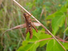 Entomophaga grylli