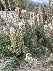Oxytropis baicalia
