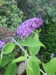 Buddleja davidii