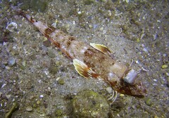 Chelidonichthys obscurus