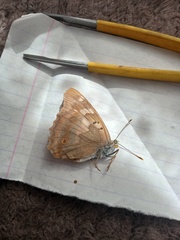 Apatura ilia
