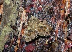 Catocala sponsa