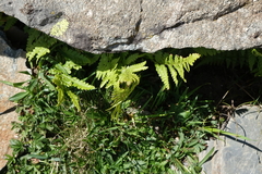 Dryopteris oreades