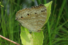 Junonia atlites atlites