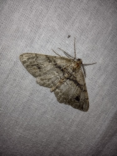kôrovka fľakatá (Alcis deversata)