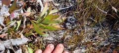 Protea laevis