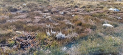 Protea laevis